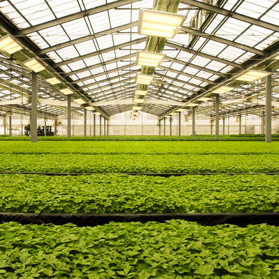600w HPS 4x4 โคมไฟพืชเจริญเติบโต ส่งเสริมการดอกไม้และผลไม้
