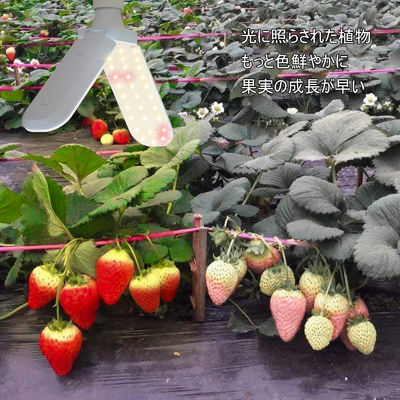 ไฟ LED ขนาดเล็ก พร้อมสายสีเต็ม + 660nm และ IP68 กันน้ําสําหรับการเจริญเติบโตของพืชภายใน